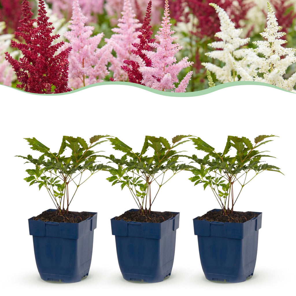 Vasteplant - Astilbe Tricolour - Pluimspirea - Schaduw - Paars - Roze - Wit - 12 Planten - Pot 11cm - Hoogte 15-25cm