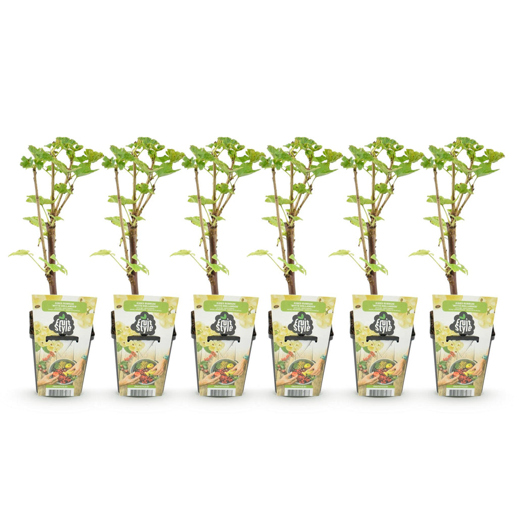 Fruitplanten - Wiite Bes - Ribes rubrum Witte Hollander - Winterhard - 6 Planten - Pot 9 cm - Witte Bes
