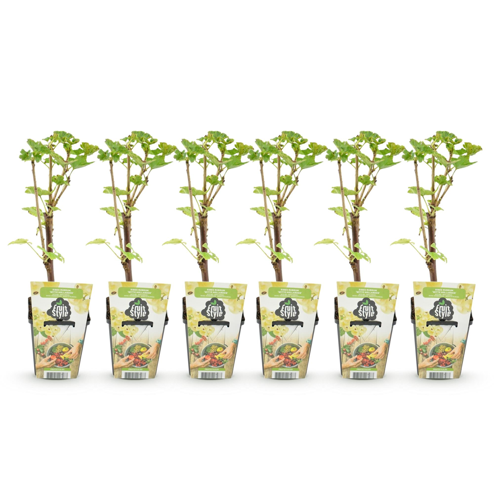 Fruitplanten - Wiite Bes - Ribes rubrum Witte Hollander - Winterhard - 6 Planten - Pot 9 cm - Witte Bes
