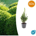 60x Buxus Sempervirens - ↕10-25cm - Ø9cm