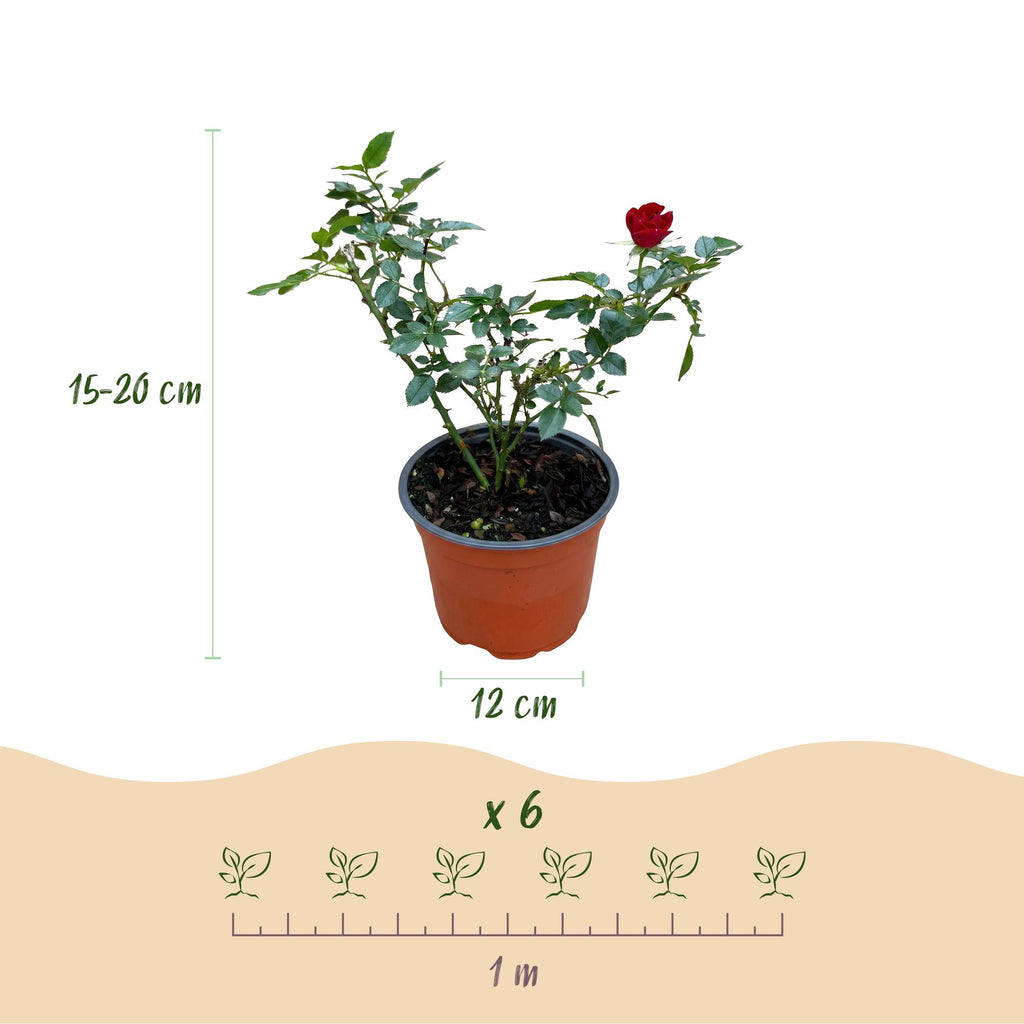 Tuin Roos - Rosa Rote The Fairy - Roos - Winterhard - Rood - 1 Plant - Pot 12cm - Hoogte Hoogte 20-25cm