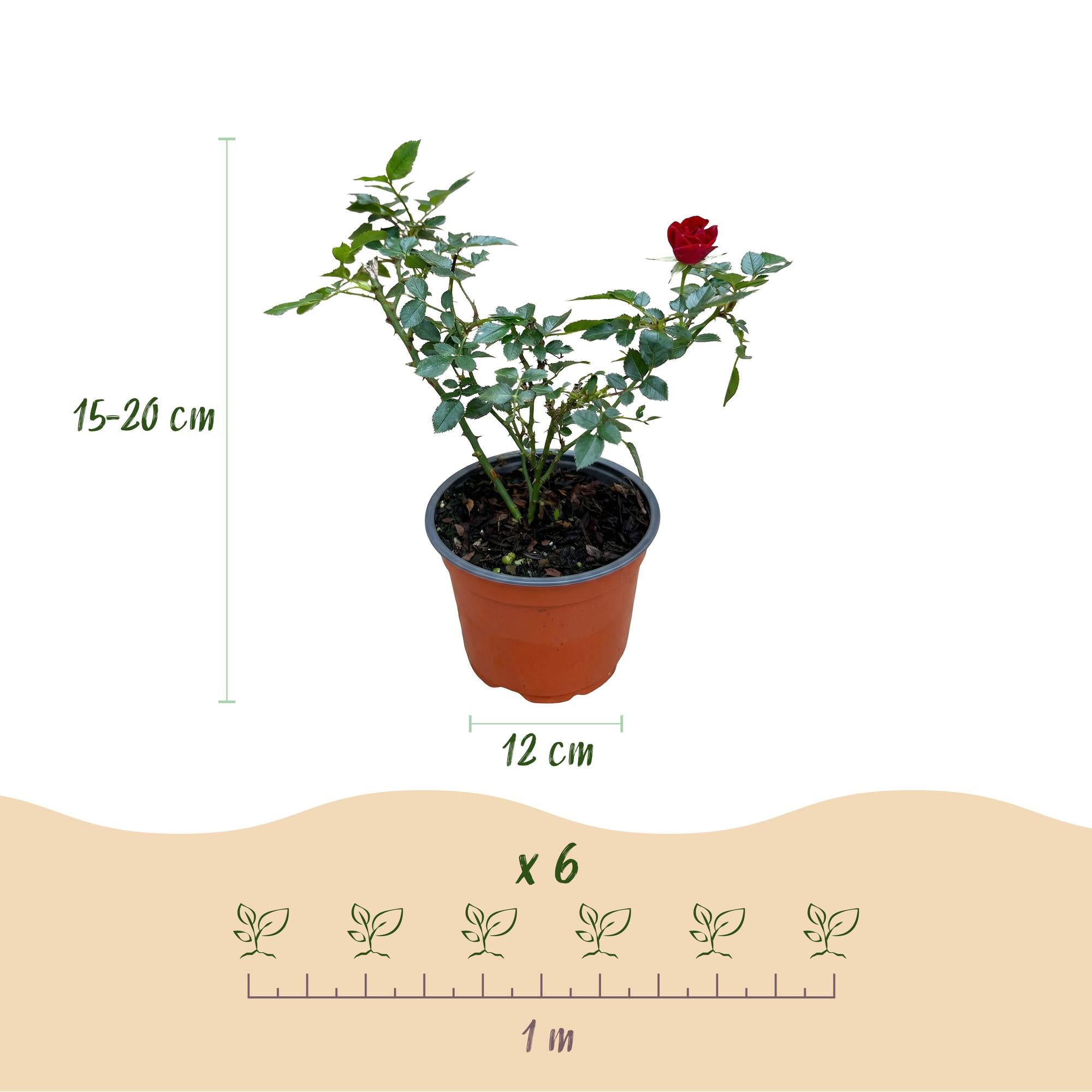 Tuin Roos - Rosa Rote The Fairy - Roos - Winterhard - Rood - 1 Plant - Pot 12cm - Hoogte Hoogte 20-25cm