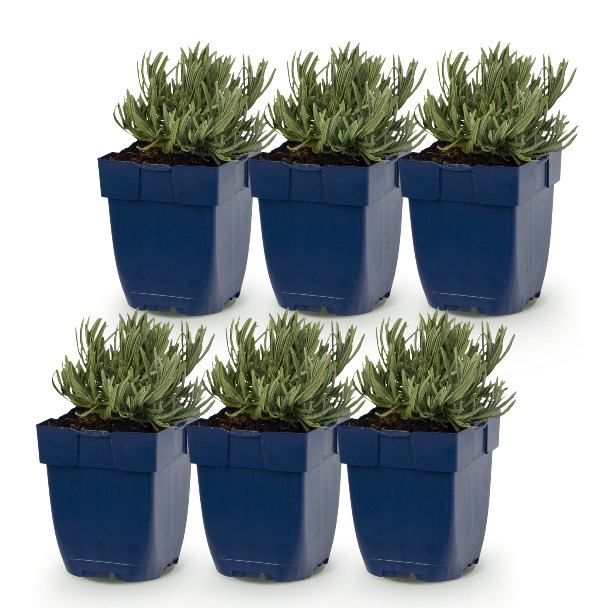 Vasteplant - Lavandula ang. Dwarf Blue - Lavendel - Geurend - Paars - 6 Planten - Pot 11cm - Hoogte 15-25cm