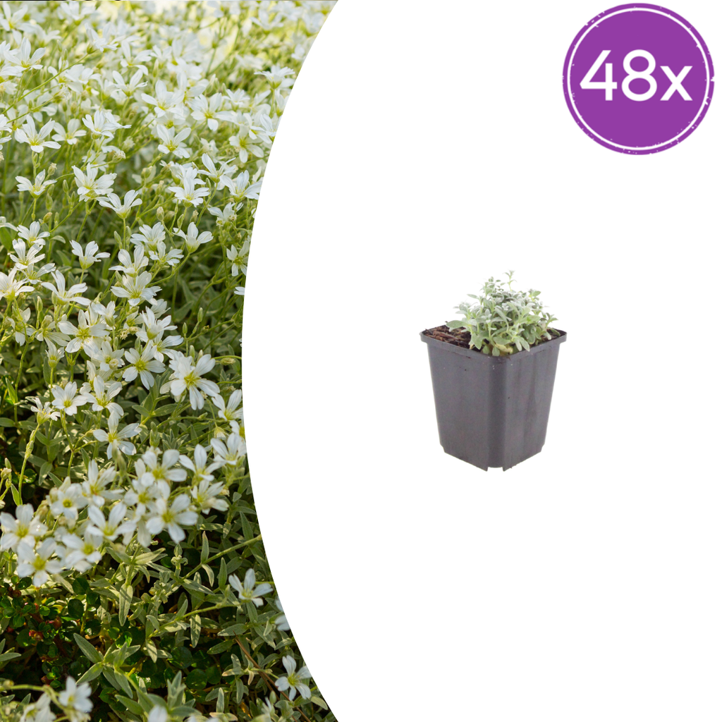 48x Cerastium tomentosum - ↕10-25cm - Ø9cm