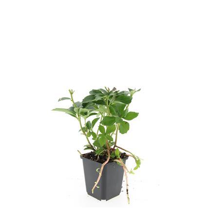 48x Pachysandra terminalis - ↕10-25cm - Ø9cm