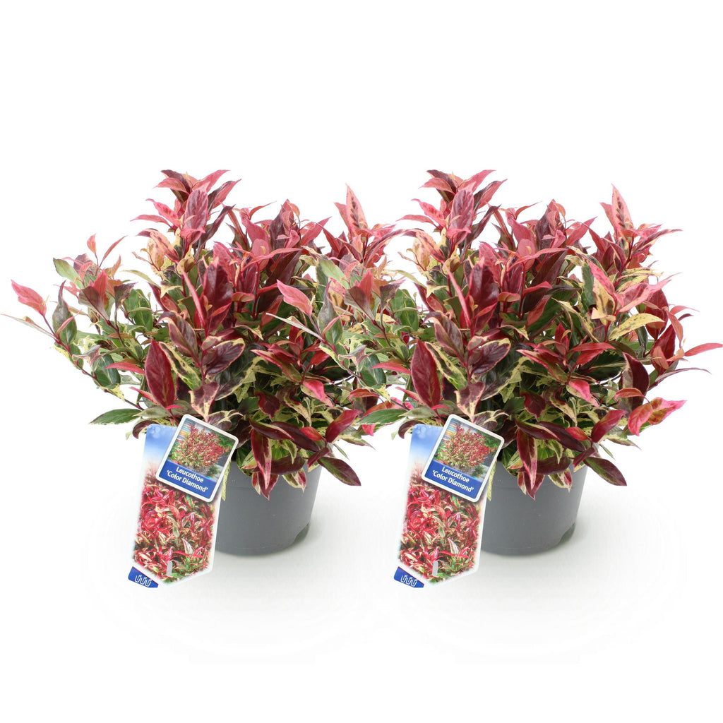 Tuinplant - Leucothoe Colour Diamond - Bont - 2 Planten - Groenblijvend - Weinig Onderhoud - Pot 17cm Hoogte 45cm