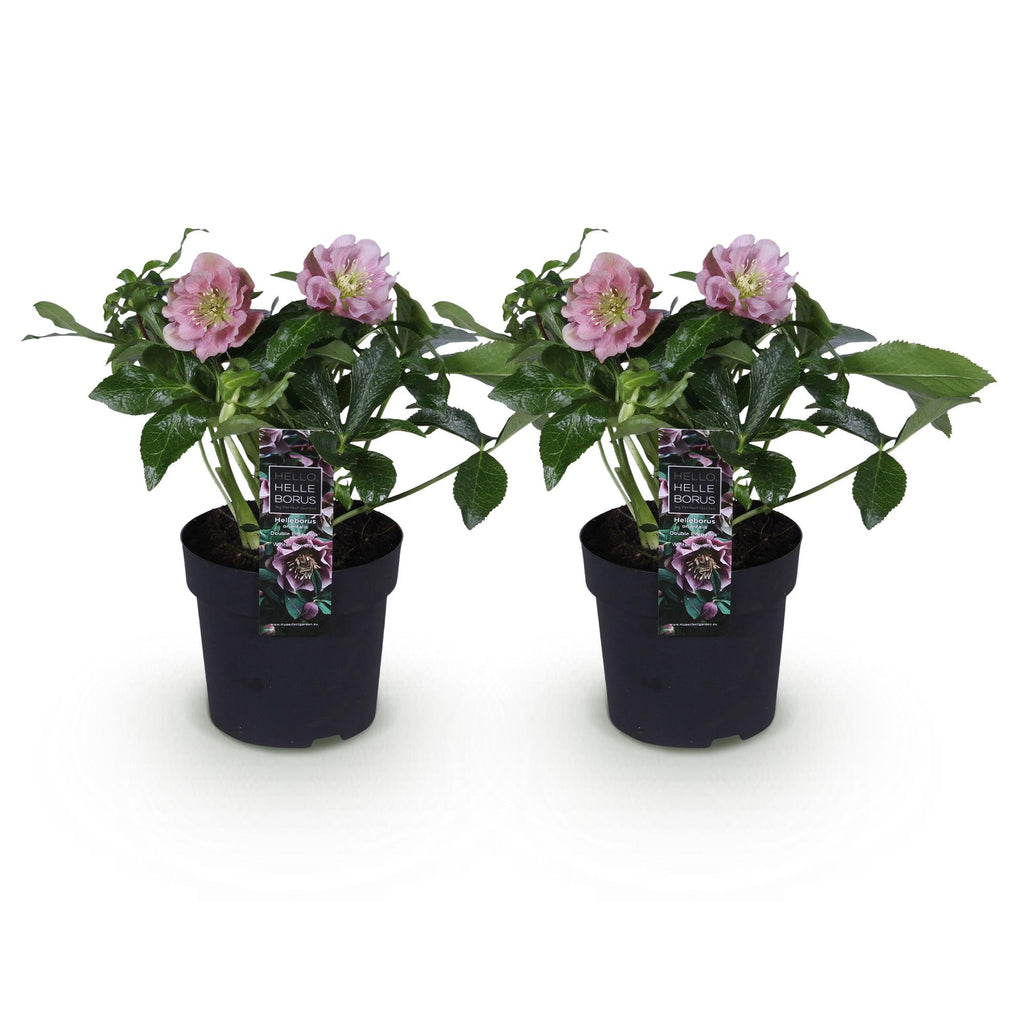 Tuinplant - Lenten Rose - Helleborus orientalis Double Ellen Pink - Roze Bloem -2 Planten - Groenblijvend - Pot 14cm Hoogte 35cm