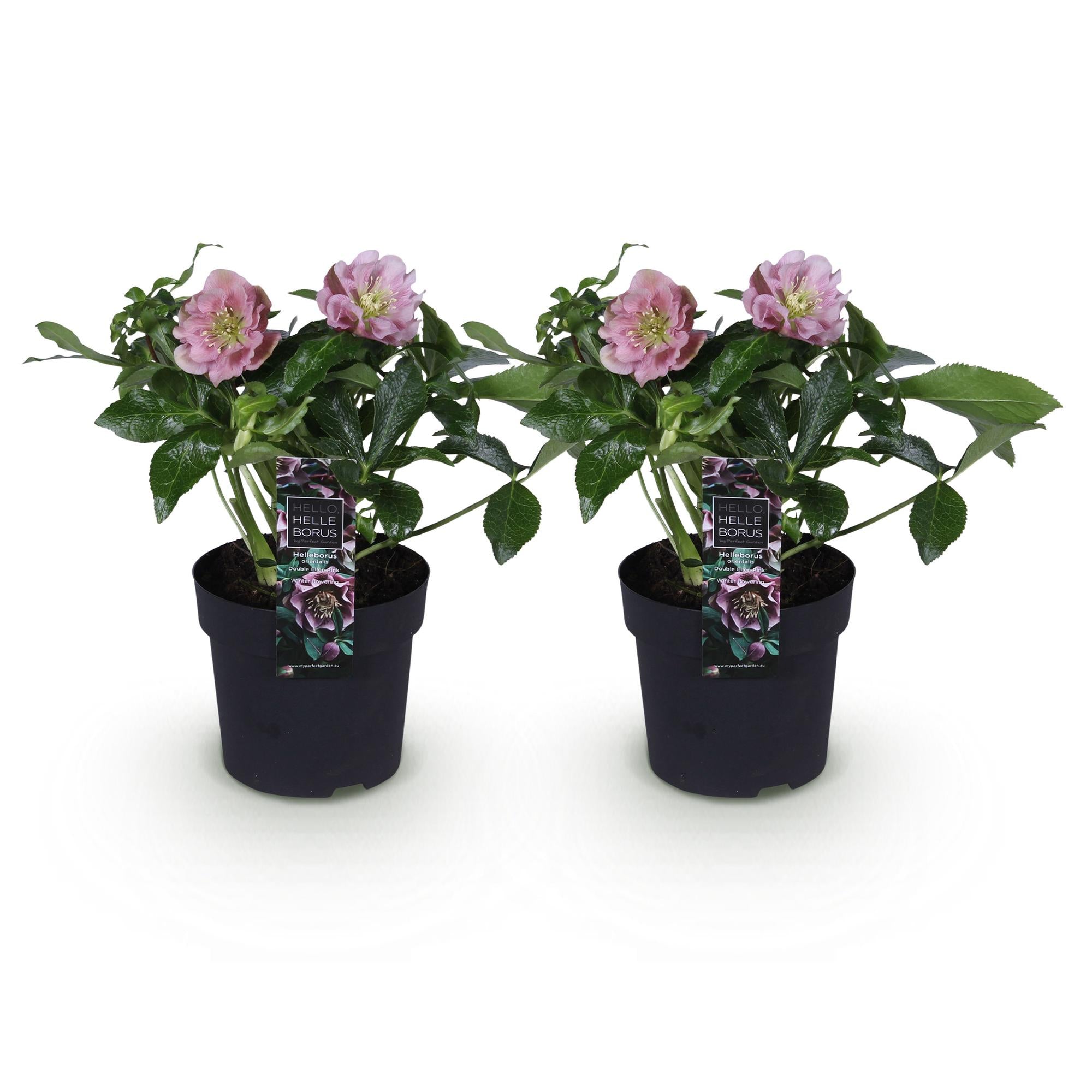 Tuinplant - Lenten Rose - Helleborus orientalis Double Ellen Pink - Roze Bloem -2 Planten - Groenblijvend - Pot 14cm Hoogte 35cm