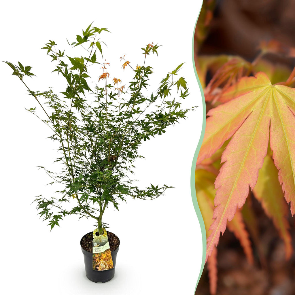 Tuinplant - Acer palmatum Katsura - Japanse Esdoorn - Bladverliezend - Groen - 1 - Pot 26cm - Hoogte 90cm