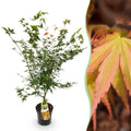 Tuinplant - Acer palmatum Katsura - Japanse Esdoorn - Bladverliezend - Groen - 1 - Pot 26cm - Hoogte 90cm