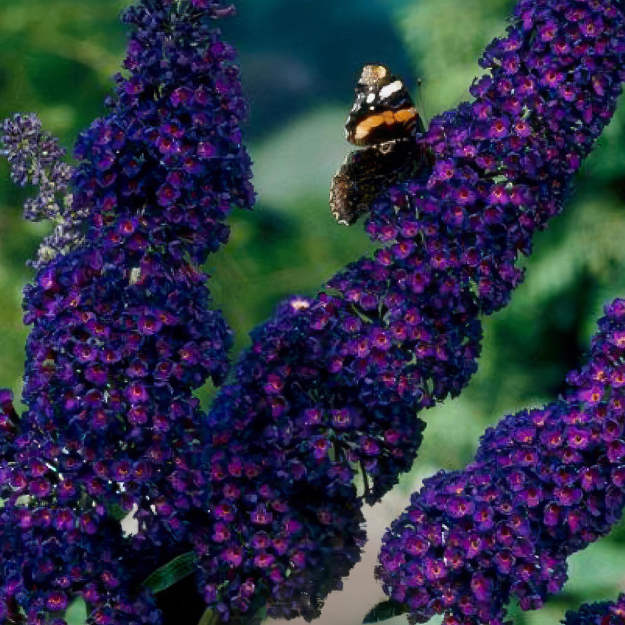 Tuinplant - Buddleja davidii Black Night - Vlinderstruik - Winterhard - Paars - 3 Planten - Pot 17cm - Hoogte 45cm