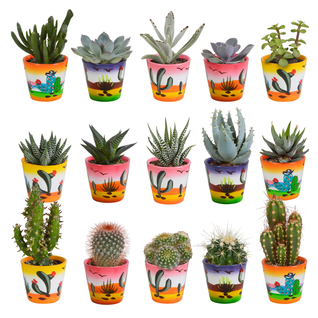 Cactus en vetplanten mix 5.5 cm | 15 stuks - in Mexicaanse pot