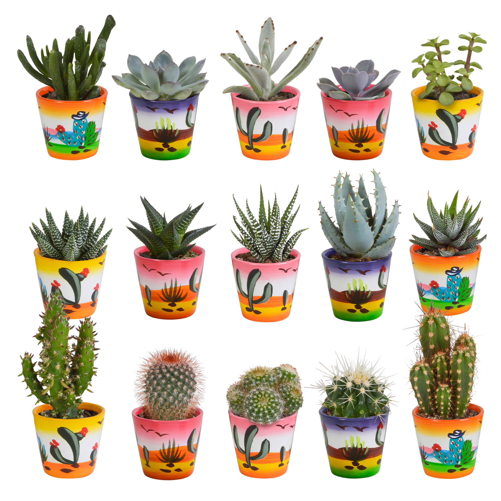 Cactus en vetplanten mix 5.5 cm | 15 stuks - in Mexicaanse pot