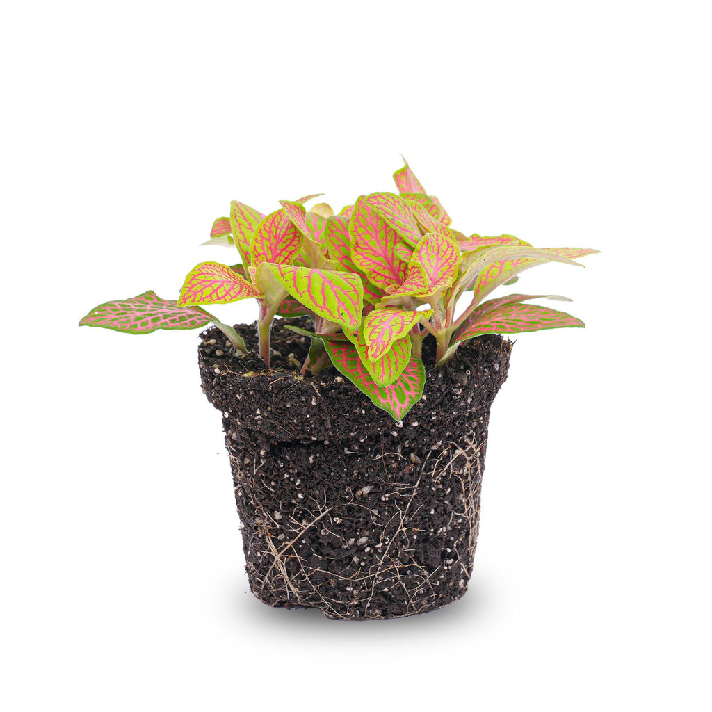 Fittonia Oranje - Roze - Ruby Lime - Mozaiekplantje - Potmaat 8