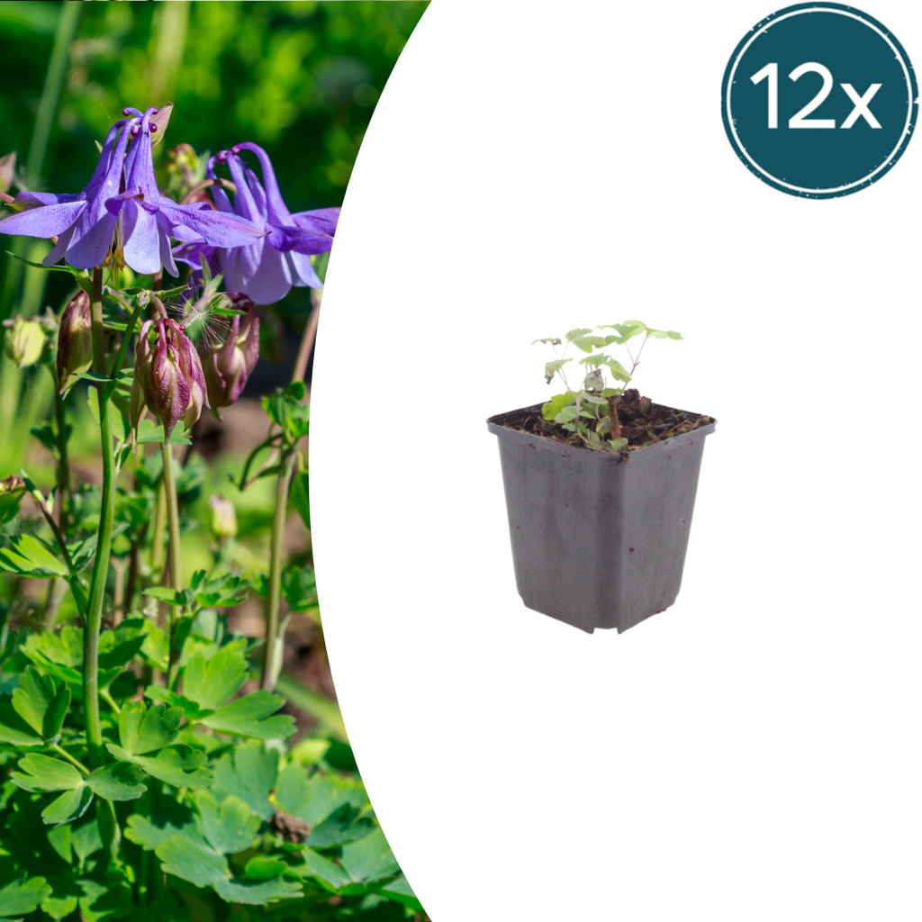 12x Aquilegia vulgaris - ↕10-25cm - Ø9cm