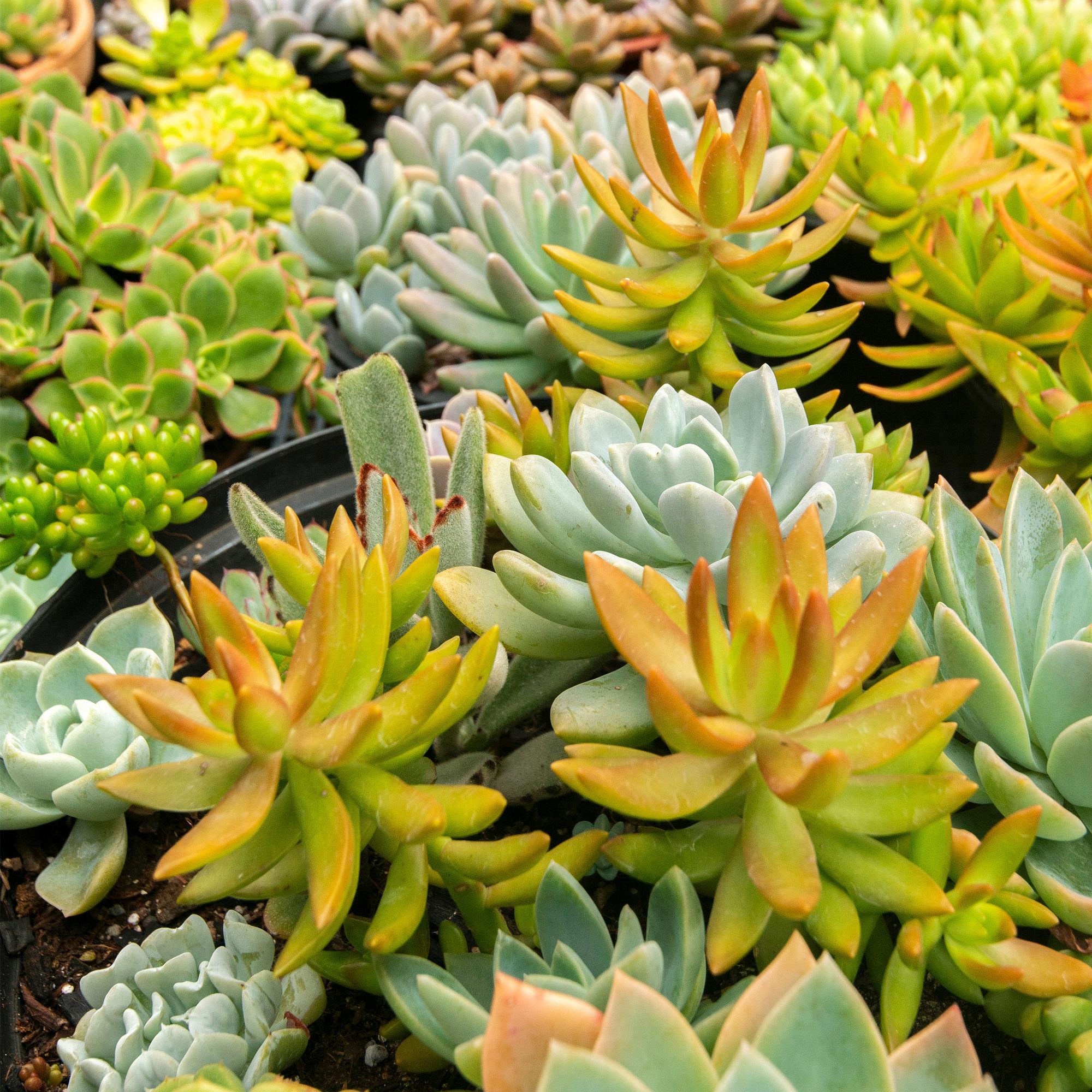 Bodembedekker - Winterhard - Alpine Mix - 8 Planten - Diversen Kleuren  - Weinig Onderhoud - Pot 14 Hoogte 17