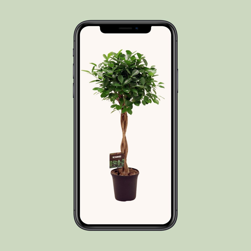 Ficus Micr. Moclame - Ø23cm - ↕100- 110cm