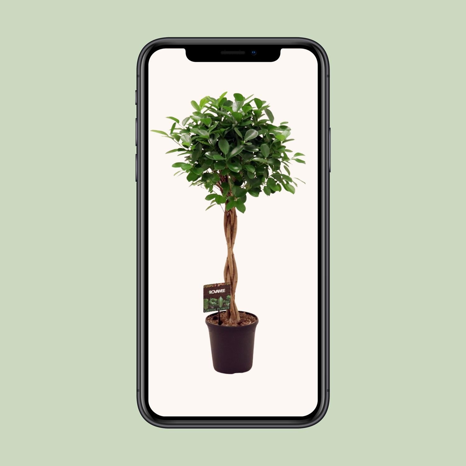 Ficus Micr. Moclame - Ø23cm - ↕100- 110cm