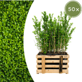 Palletdeal Haagplanten:  50 Ligustrum Ovalifolium ↕ 60-80 - Ø 19cm | Mini Pallet