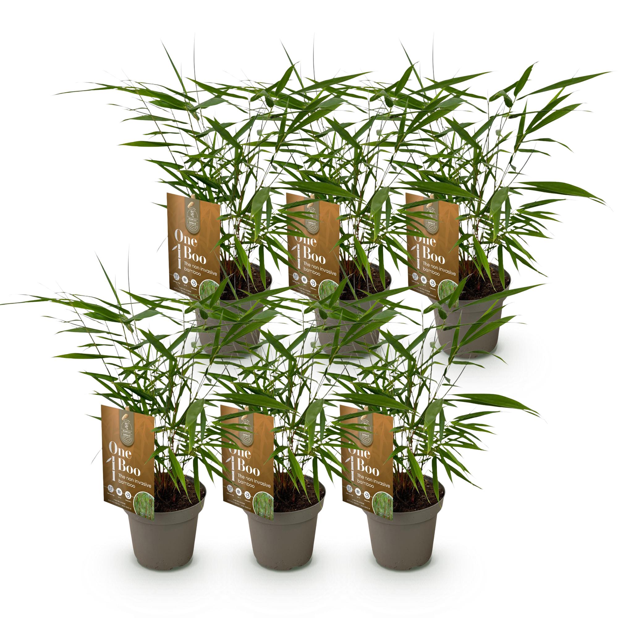 Bamboe - Fargesia Asian Wonder - Bladhoudend - Niet Woekerend - Groen - 6 Planten - Pot 14cm - Hoogte 35cm
