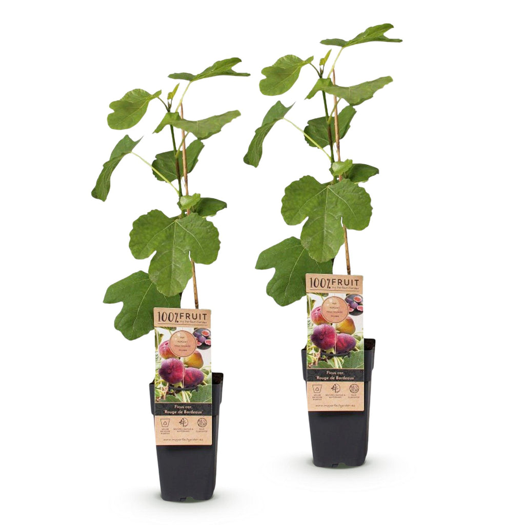 Fruitplant - Ficus carica Rouge de Bordeaux - Vijgenboom - Winterhard - Paarse Vrucht - 2 Planten - Pot 15cm - Hoogte 50cm