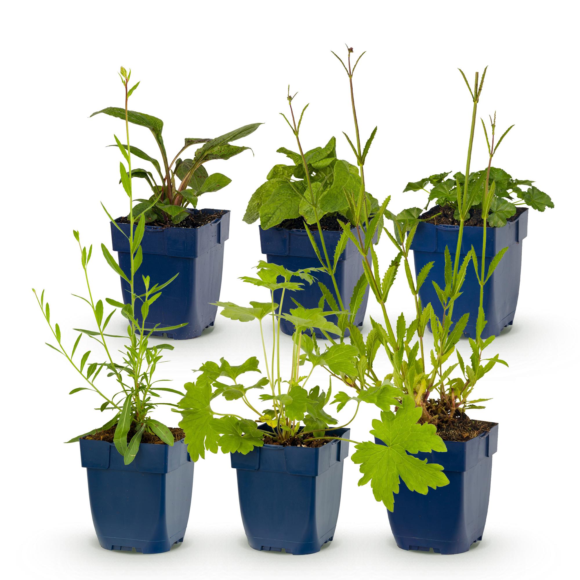 Vasteplant - Borderpakket - Bijen en vlinderlokkend - Diversen - Soorten en kleuren - 6 Planten - Pot 11cm - Hoogte 15-25cm