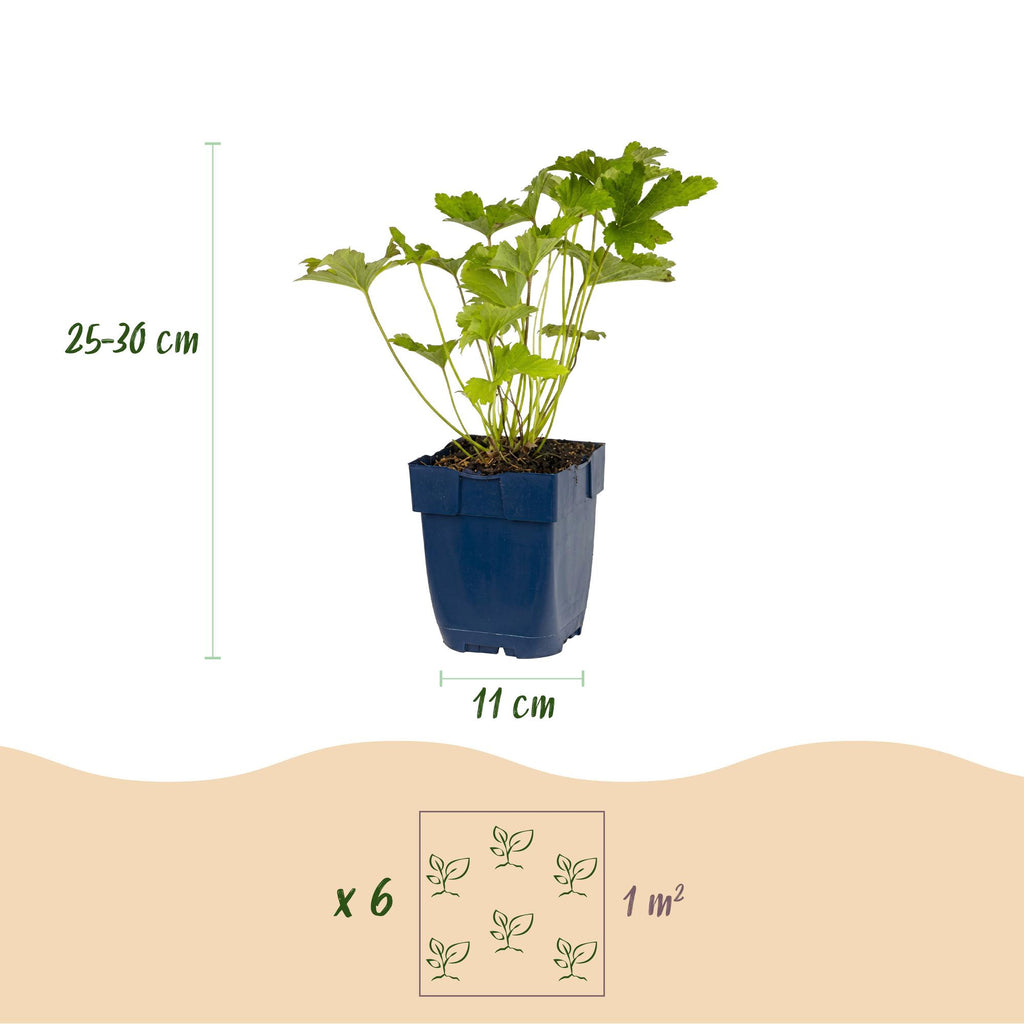 Vasteplant - Borderpakket - Schaduw - Diversen - Soorten en kleuren - 6 Planten - Pot 11cm - Hoogte 15-25cm