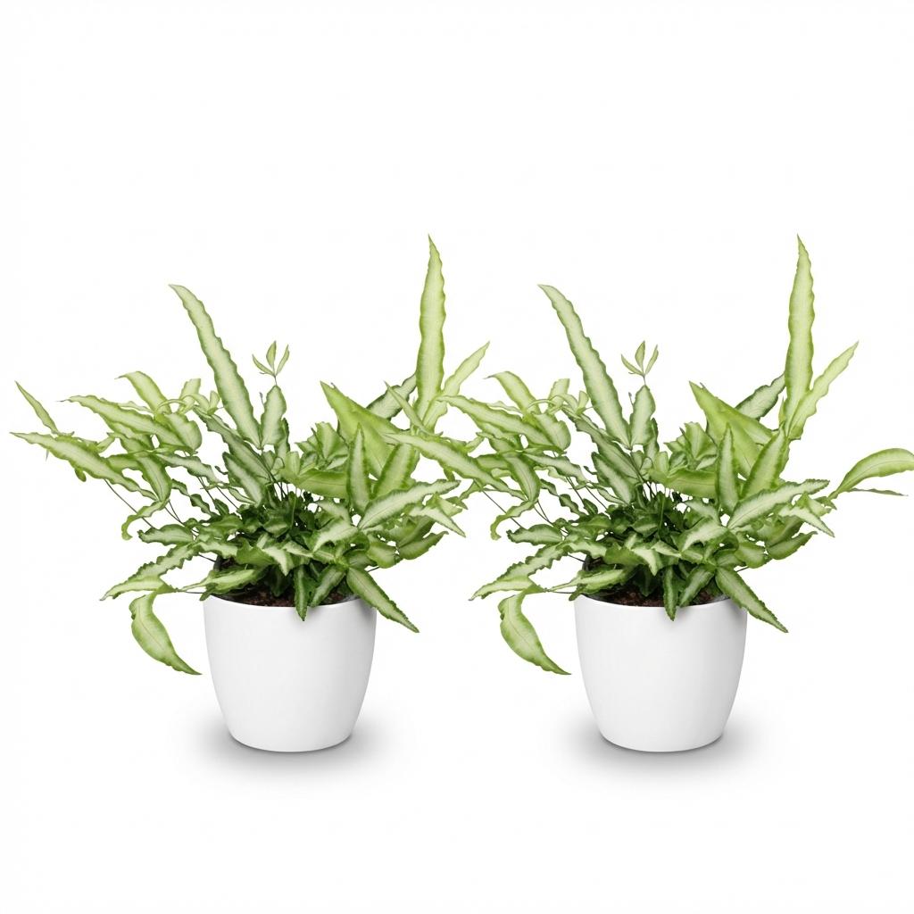 Kamerplant - Pteris cretica Albolineata - Lintvaren - Huisdiervriendelijke Plant - Groen - 2 Planten - met Potter Wit - Pot 12cm - Hoogte 20cm