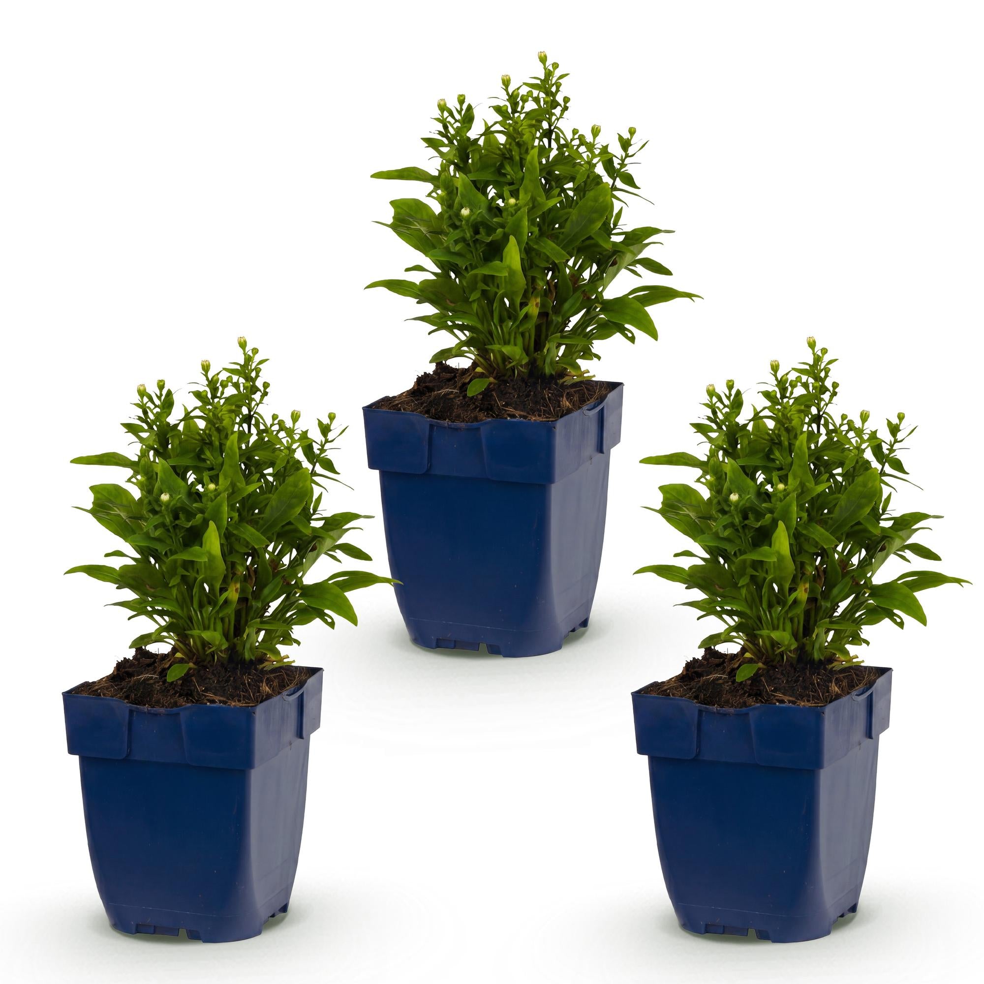 Vasteplant - Aster (D) Schneekissen - Zeeaster - Bijen en Vlinderlokkers - Wit - 3 Planten - Pot 11cm - Hoogte 15-25cm
