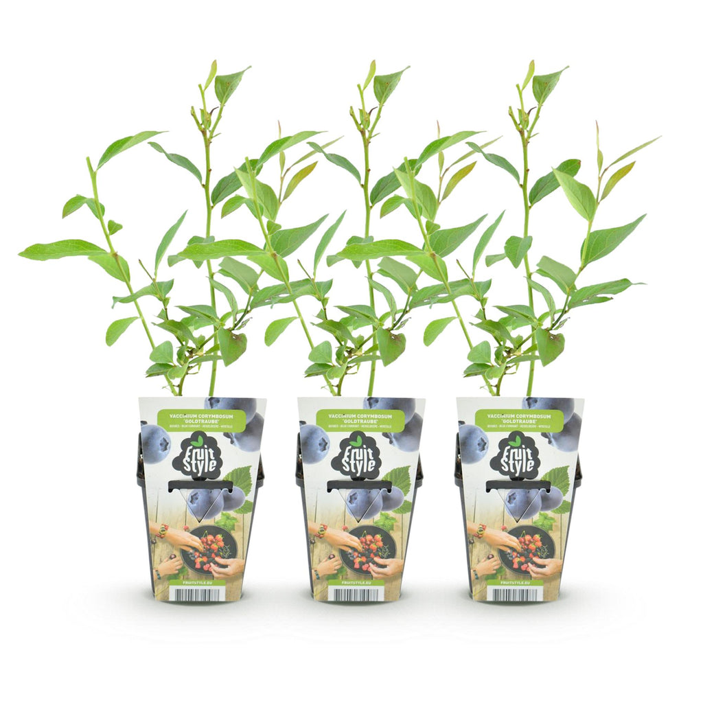 Fruitplanten - Blauwe Bes - Vaccinium corymbossum Goldtraube - Winterhard - 3 Planten - Pot 9 cm - Blauwe Bes