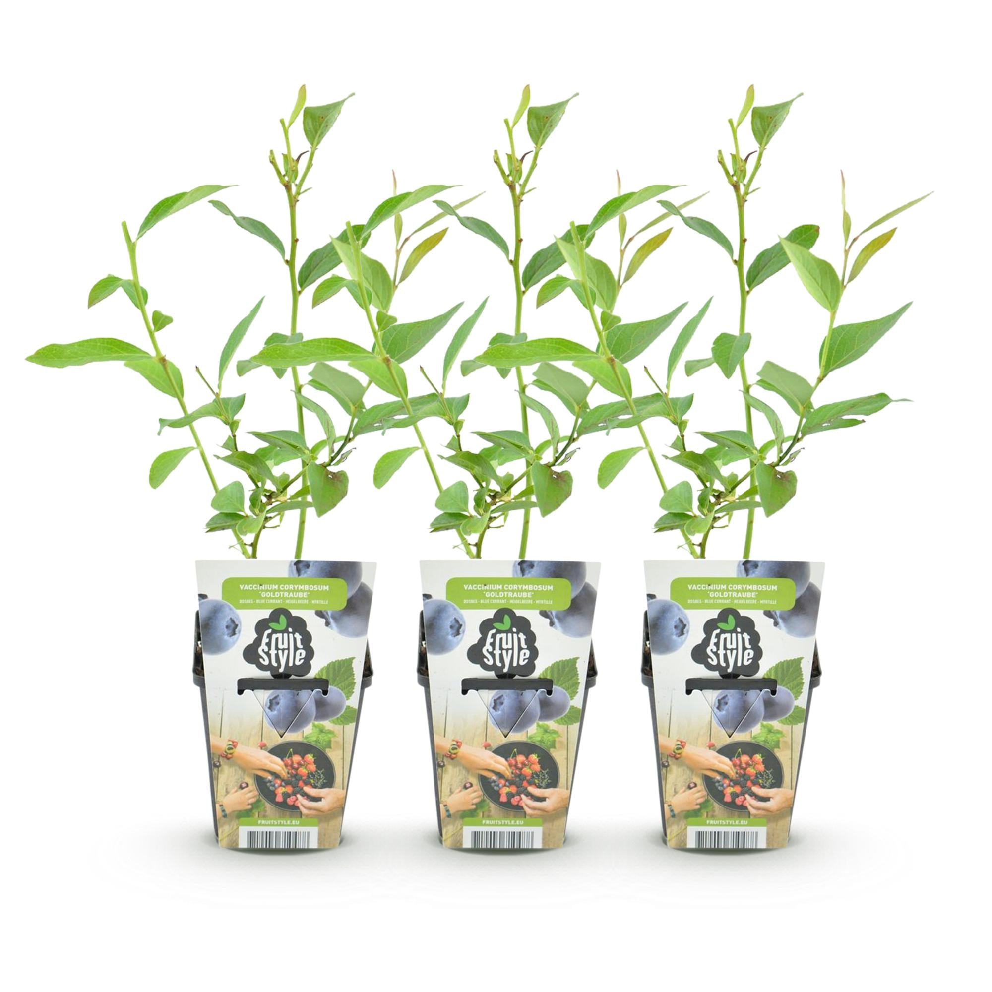 Fruitplanten - Blauwe Bes - Vaccinium corymbossum Goldtraube - Winterhard - 3 Planten - Pot 9 cm - Blauwe Bes
