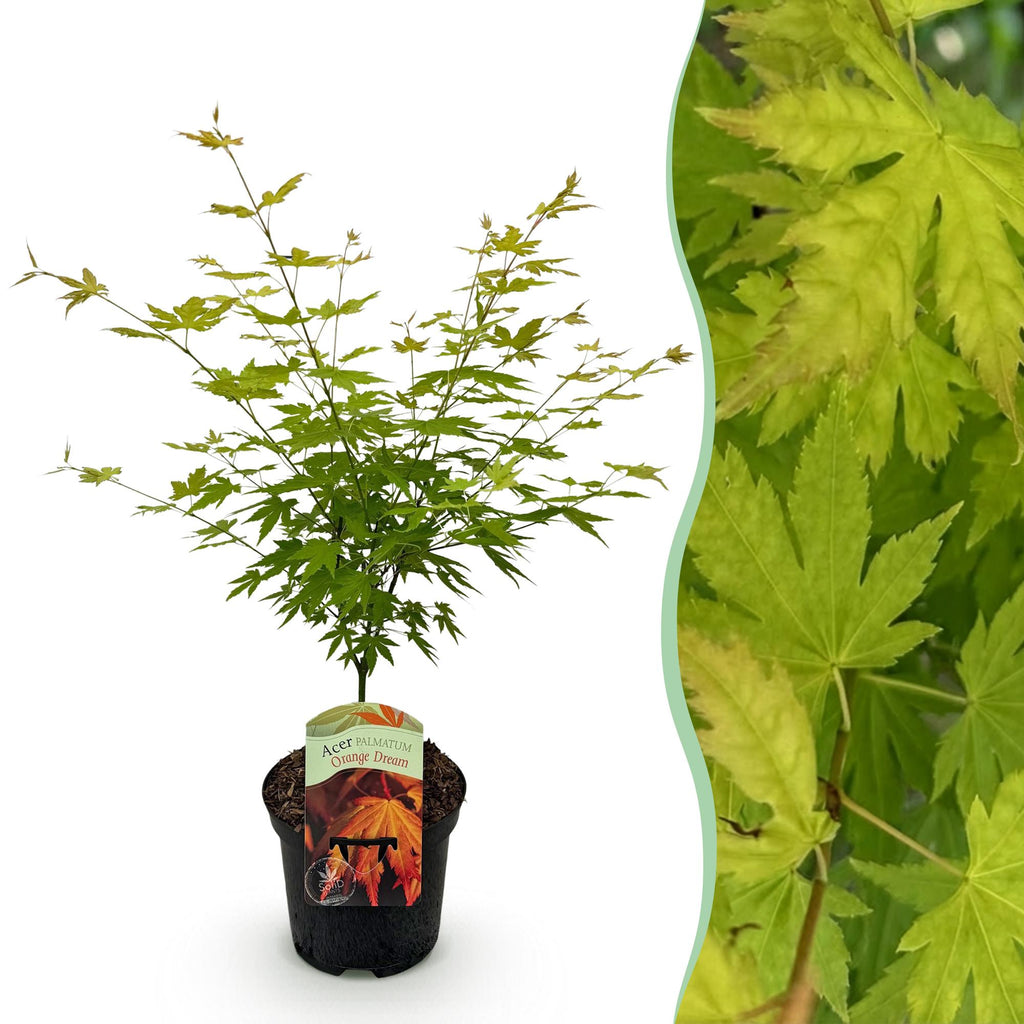 Terrasplant - Japanse Esdoorn - Acer palmatum Orange Dream - Oranje - 1 Plant - Bladverliezend - Pot 19cm Hoogte 70cm