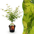 Terrasplant - Japanse Esdoorn - Acer palmatum Orange Dream - Oranje - 1 Plant - Bladverliezend - Pot 19cm Hoogte 70cm