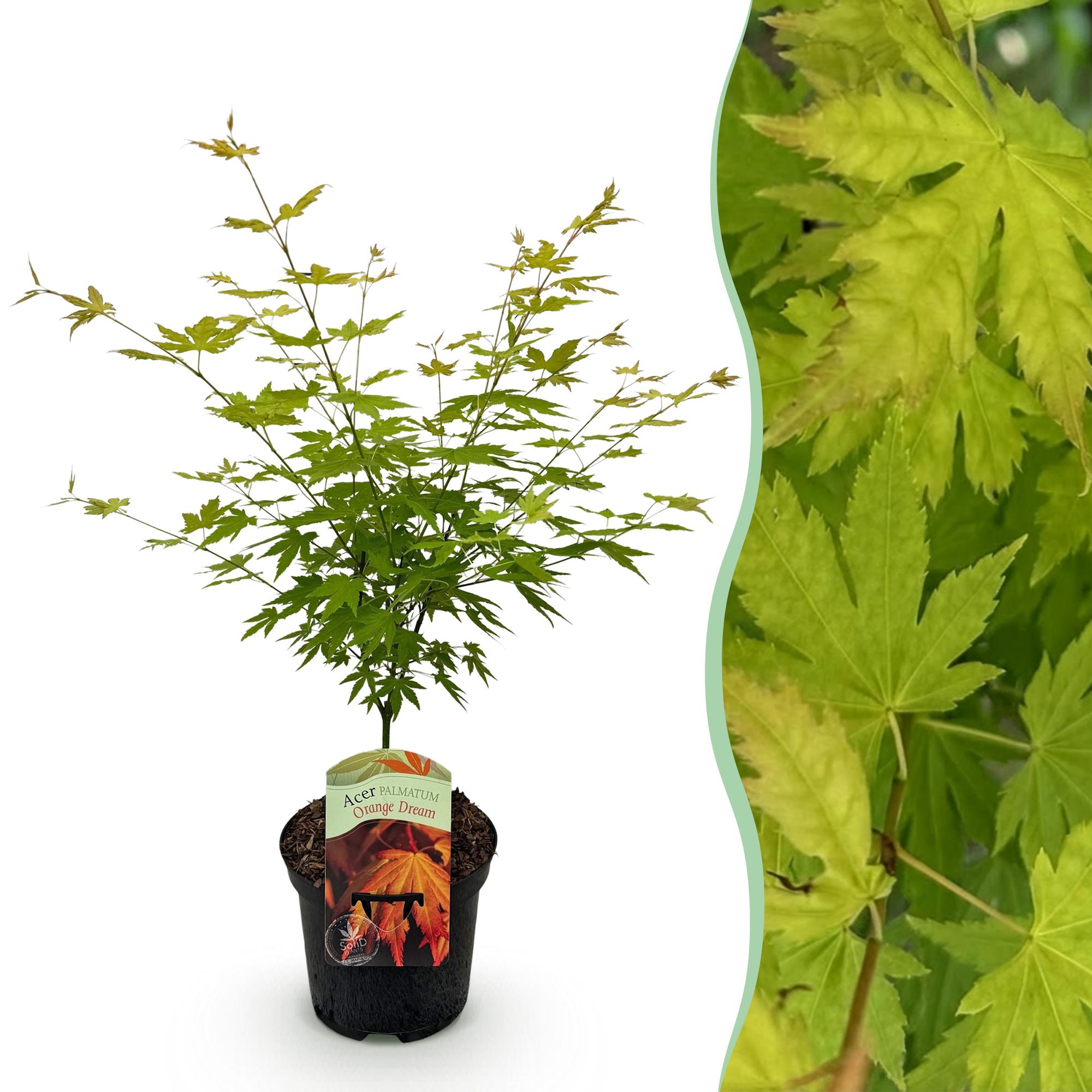 Terrasplant - Japanse Esdoorn - Acer palmatum Orange Dream - Oranje - 1 Plant - Bladverliezend - Pot 19cm Hoogte 70cm