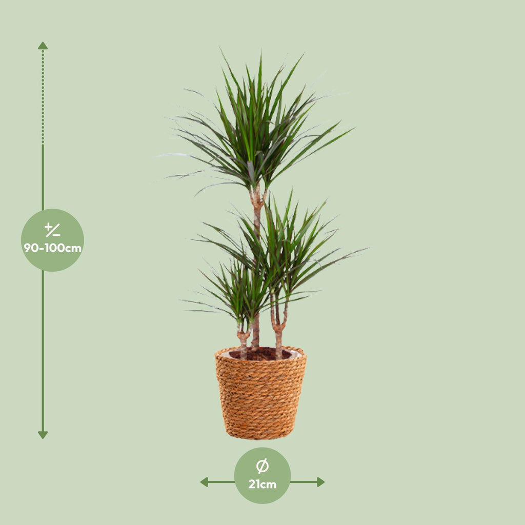Dracaena Marginata - Ø21cm - ↕95cm + zeegras mand