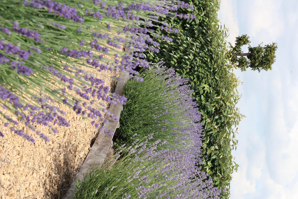 8 x 6 pack Lavendel angustifolia - Ø7 cm - ↕15 cm