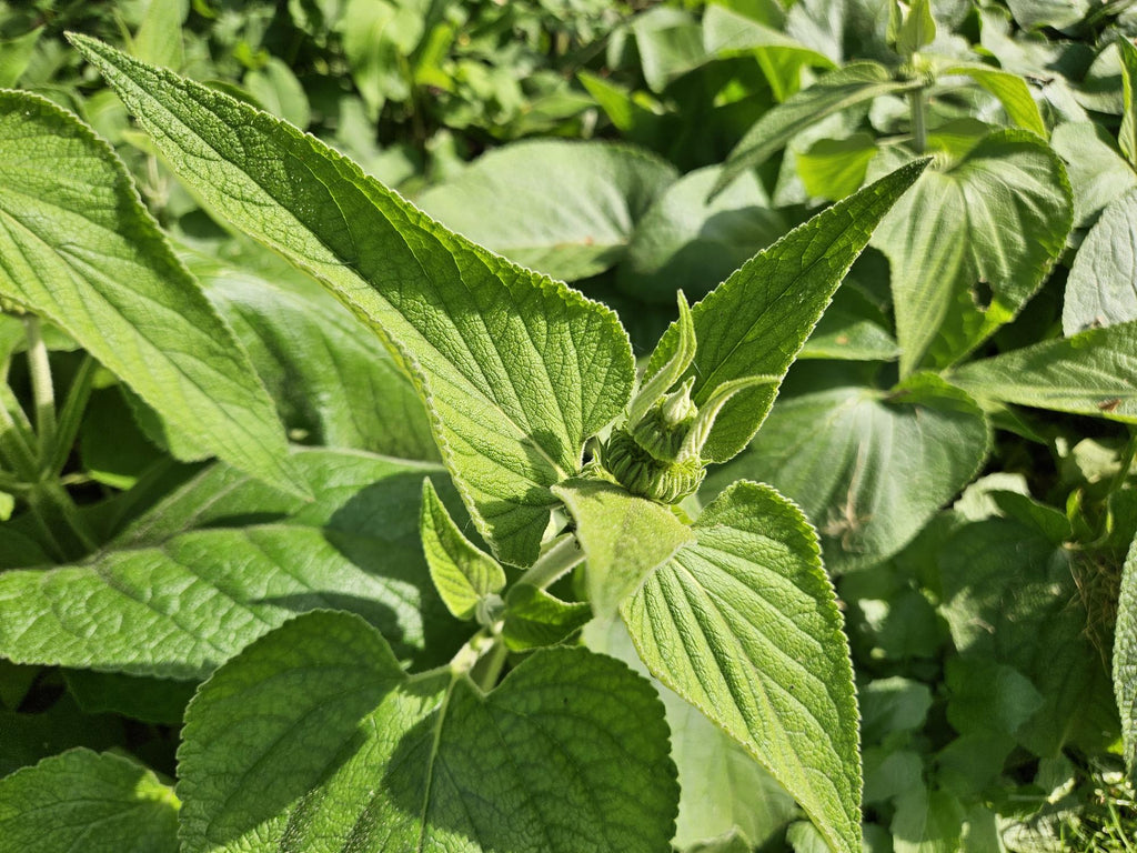 48x Phlomis russeliana - ↕10-25cm - Ø9cm