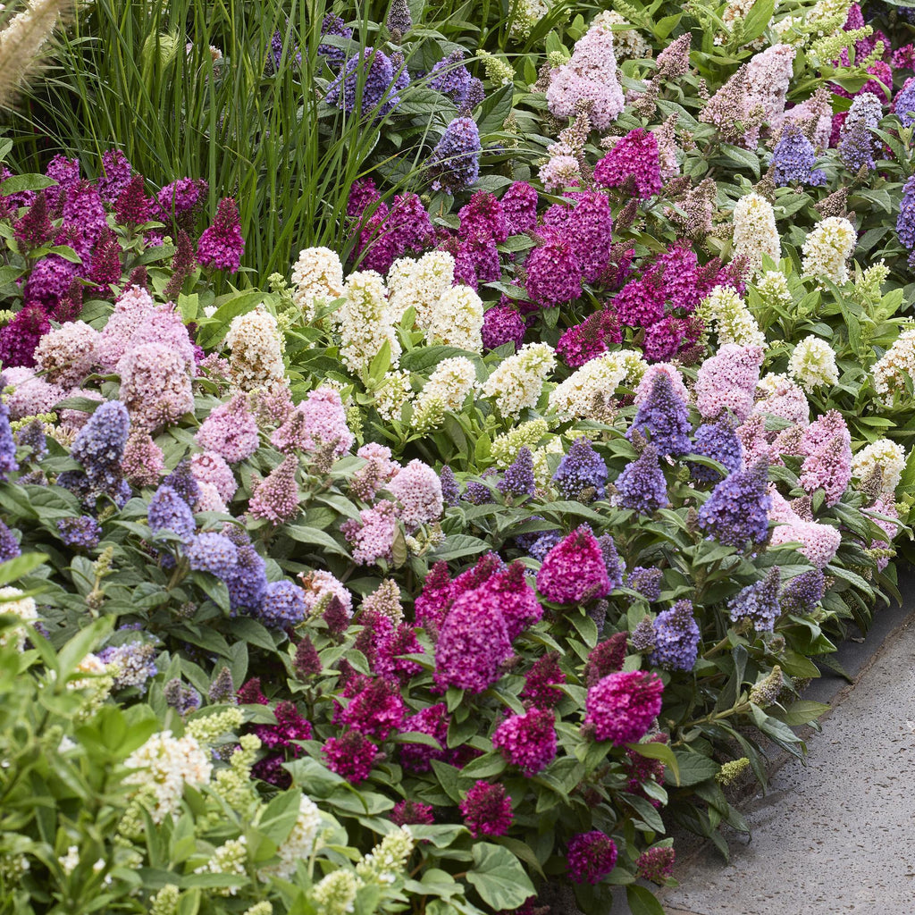 Tuinplant - Buddleja davidii Butterfly Candy Little Ruby - Vlinderstruik - Compact - Rood - 1 Plant - Pot 12cm - Hoogte 20-25cm