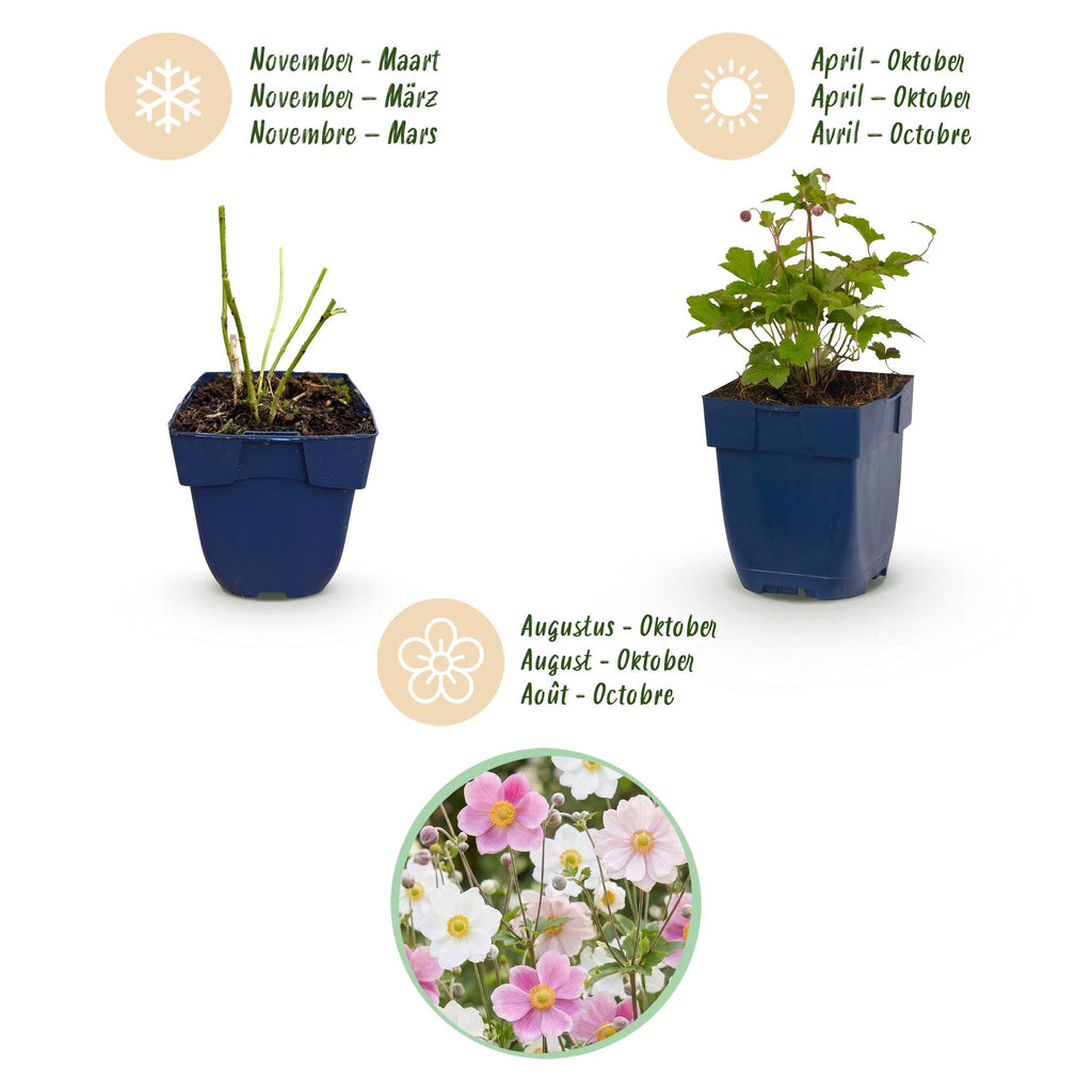 Vasteplant - Anemone Tricolour - Herfst Anemone - Schaduw - Donker Roze - Roze - Wit - 12 Planten - Pot 11cm - Hoogte 15-25cm