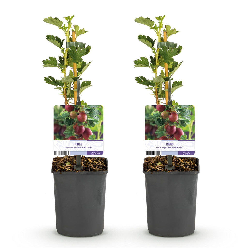 Fruitplant - Kruisbes - Ribes uva-crispa  Hinnomäki Röd - Rode Bes - 2 planten -  Pot 11cm Hoogte 40cm