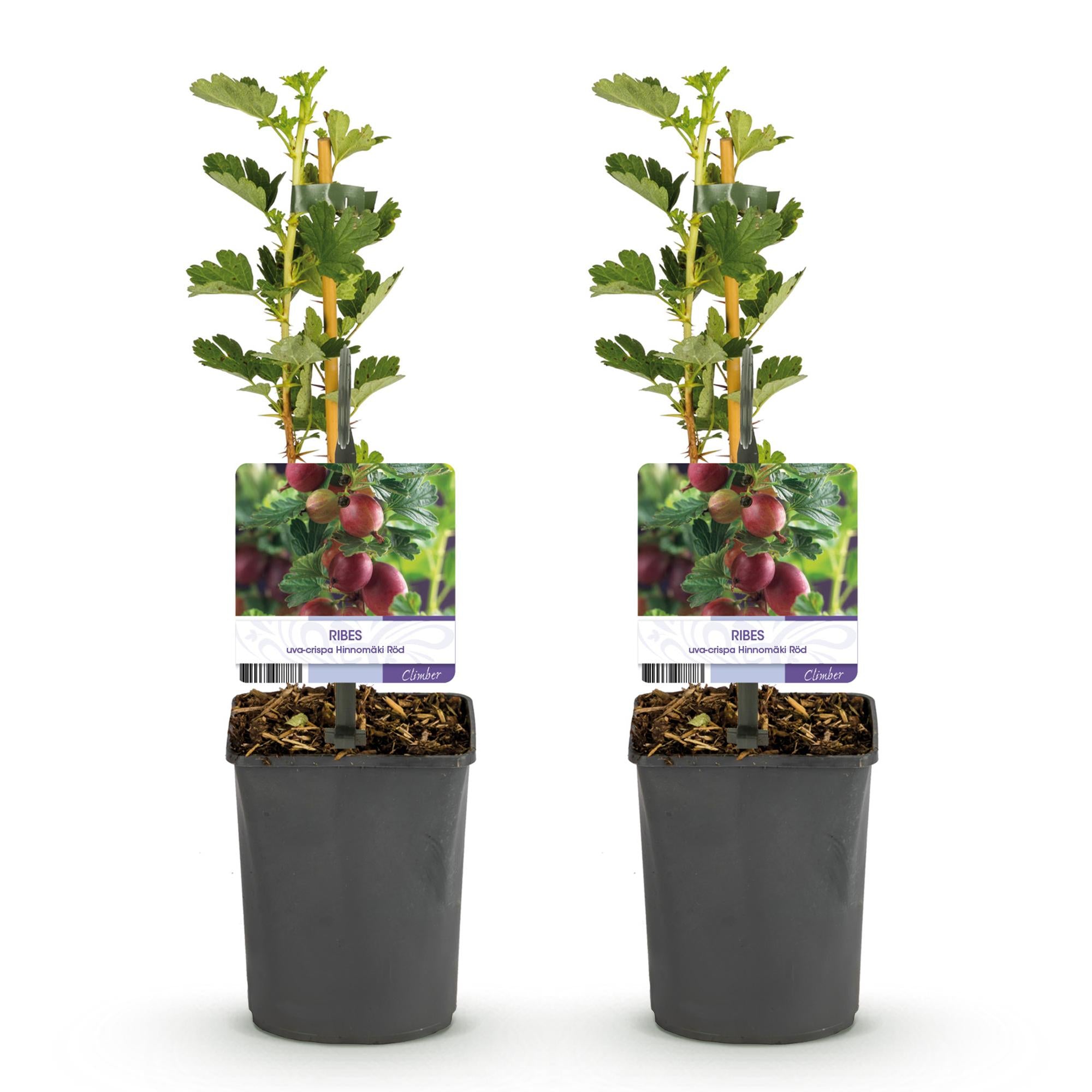 Fruitplant - Kruisbes - Ribes uva-crispa  Hinnomäki Röd - Rode Bes - 2 planten -  Pot 11cm Hoogte 40cm