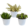 Crassula mix 10,5 cm - 3x - in witte pot