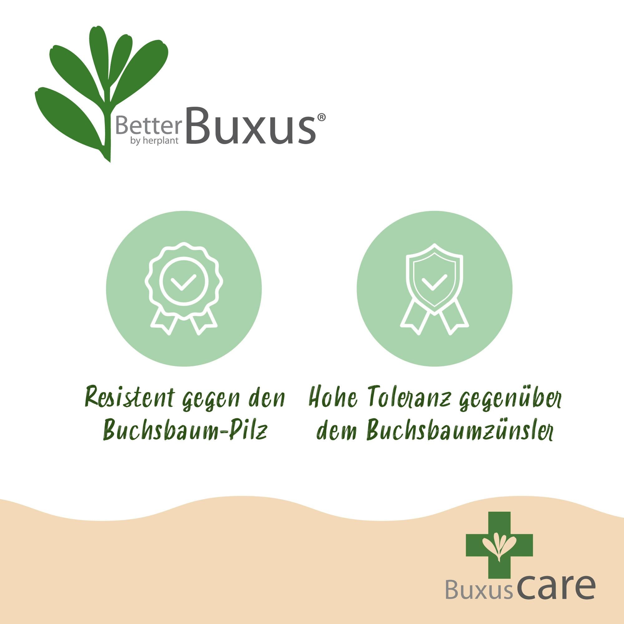 Buxus Pyramide - BetterBuxus Skylight - Resistant tegen de Buxus Schimmel - 2 Planten - Pot 23cm Hoogte 60-70cm