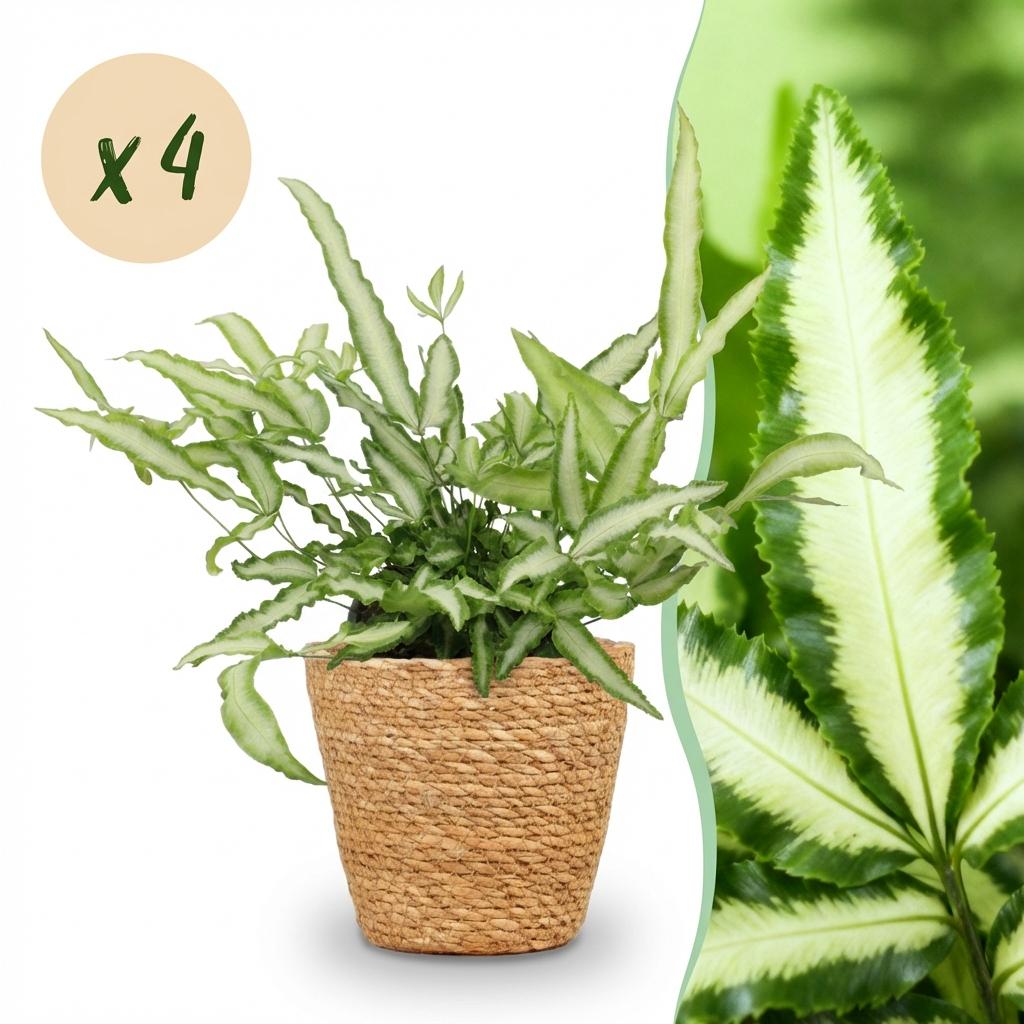 Kamerplant - Pteris cretica Albolineata - Lintvaren - Huisdiervriendelijke Plant - Groen - 4 Planten - met Mand - Pot 12cm - Hoogte 20cm
