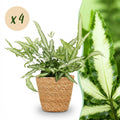 Kamerplant - Pteris cretica Albolineata - Lintvaren - Huisdiervriendelijke Plant - Groen - 4 Planten - met Mand - Pot 12cm - Hoogte 20cm