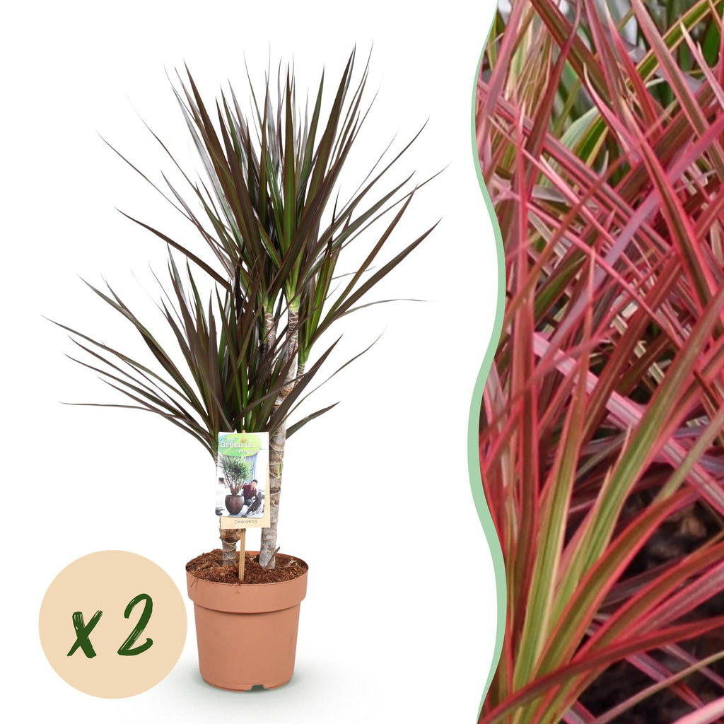Green is... Kamerplanten - Dracaena Magenta - Drakenbloedboom - Weinig onderhoud - Groen - 2 Planten - Pot 17cm - Hoogte 70-80cm