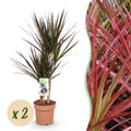 Green is... Kamerplanten - Dracaena Magenta - Drakenbloedboom - Weinig onderhoud - Groen - 2 Planten - Pot 17cm - Hoogte 70-80cm