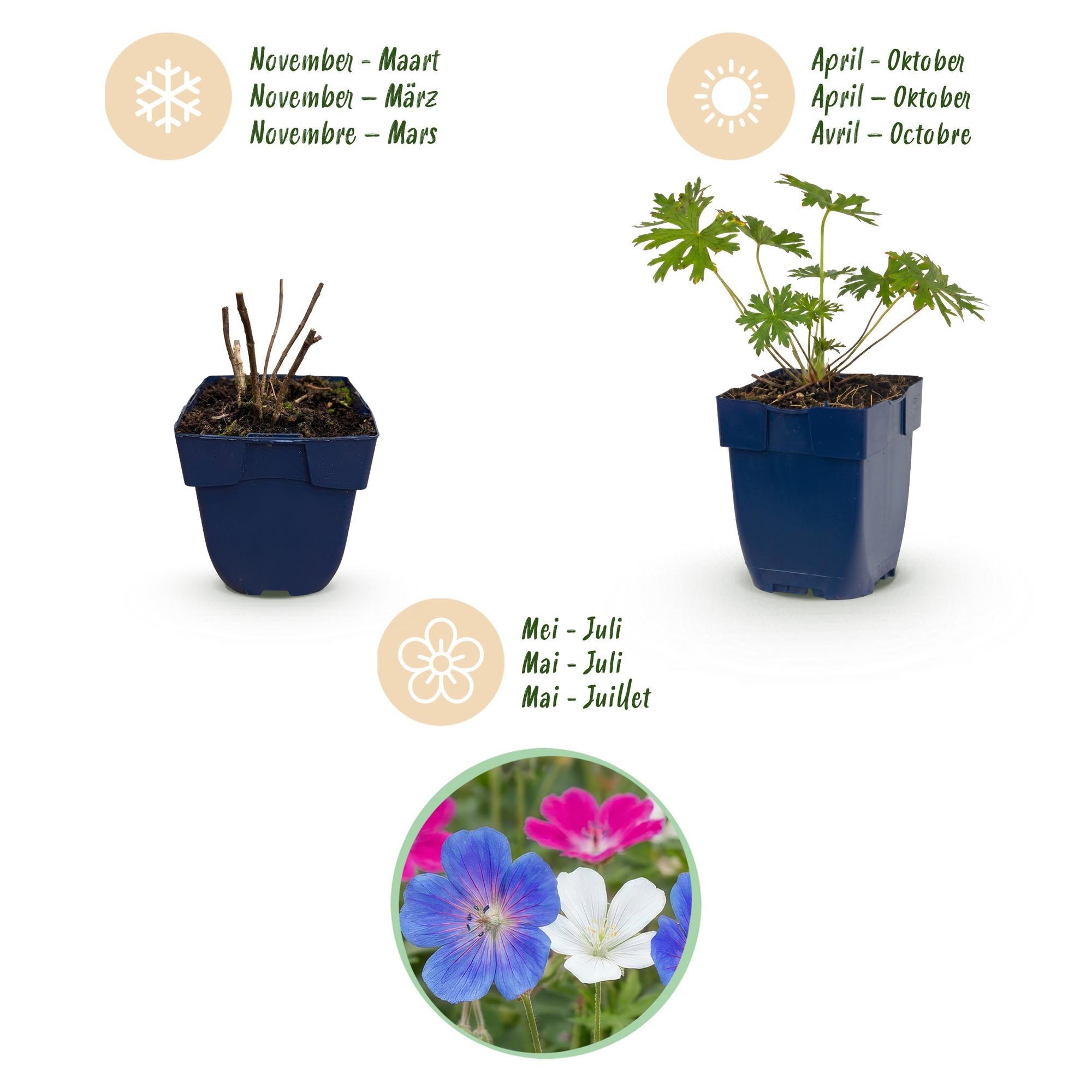 Vasteplant - Geranium Tricolour - Ooievaarsbek - Bodembedekkend - Paars - Roze - Wit - 24 Planten - Pot 11cm - Hoogte 15-25cm