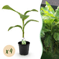 Fruitplant - Bananen plant - Musa Basjoo - Winterhard - 4 planten - Pot 17cm Hoogte 40cm