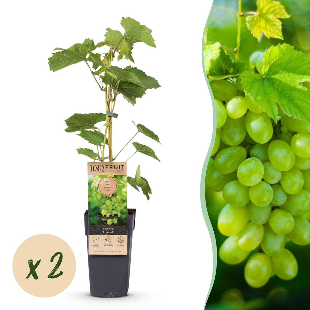 Fruitplant - Vitis vinifera Himrod - Druivenplant - Pitarm - Witte Druif - 2 Planten - Pot 15cm - Hoogte 50cm